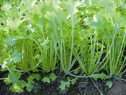 Picture of Namenia